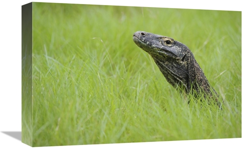 Global Gallery GCS-397550-1218-142 12 x 18 in. Komodo Dragon in Grass&