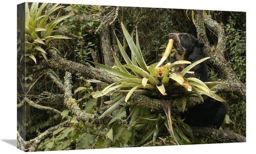 Global Gallery GCS-453141-1624-142 16 x 24 in. Spectacled Bear Feeding