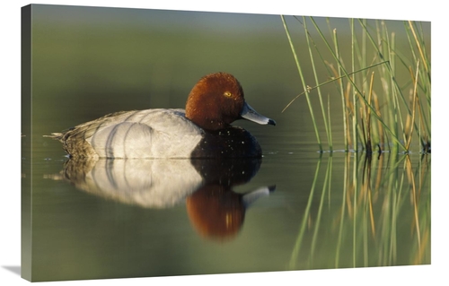 Global Gallery GCS-396349-2436-142 24 x 36 in. Redhead Duck Male, 