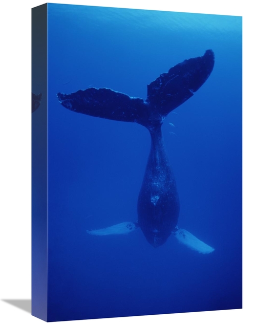 Global Gallery GCS-450933-1218-142 12 x 18 in. Humpback Whale Singer C