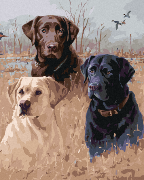 Zuty - Paint by Numbers - GOLDEN, BROWN AND BLACK LABRADORS IN REEDS