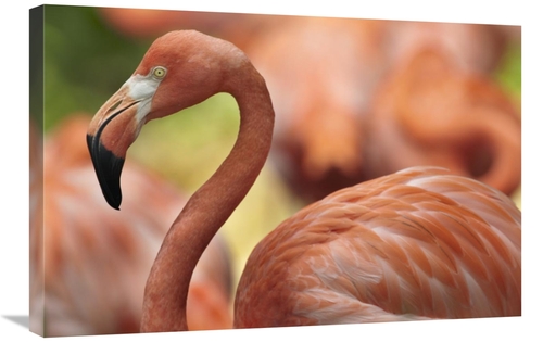 Global Gallery GCS-396212-2030-142 20 x 30 in. Greater Flamingo, J