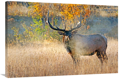 Global Gallery GCS-486547-40-142 40 in. Bull Elk Steamer Art Print - V