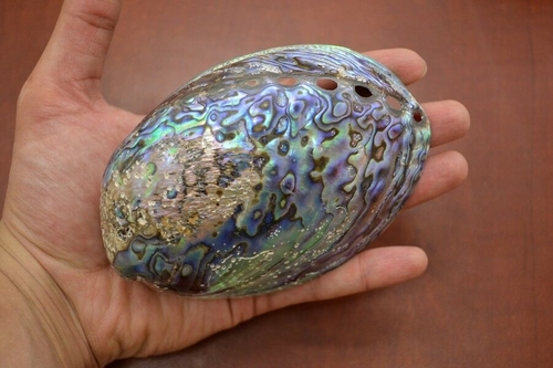 Polished Paua Haliotis Iris Abalone Seashell 
