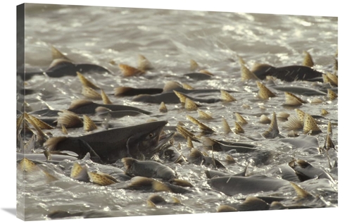 Global Gallery GCS-451888-2436-142 24 x 36 in. Pink Salmon Spawning in