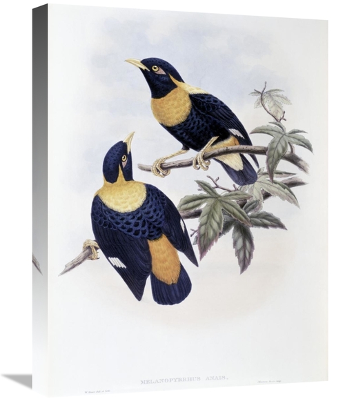 22 in. Orange-Crested Starling Art Print - John Gould