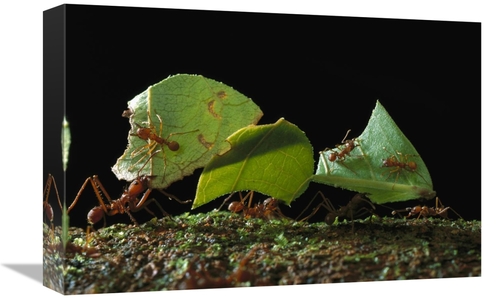 Global Gallery GCS-450774-1218-142 12 x 18 in. Leafcutter Ant Ants Tak