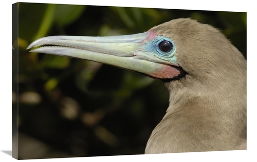 Global Gallery GCS-453056-2436-142 24 x 36 in. Red-Footed Booby Close 