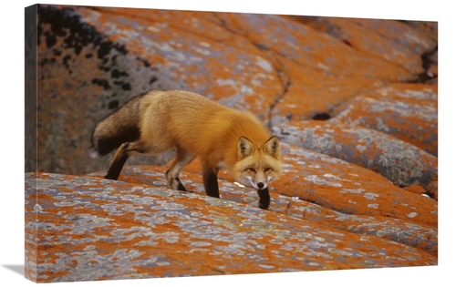 Global Gallery GCS-452498-2030-142 20 x 30 in. Red Fox on Rocks with O