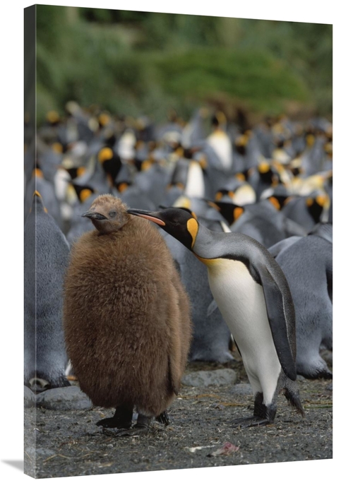 Global Gallery GCS-452451-2436-142 24 x 36 in. King Penguin Parent Gro