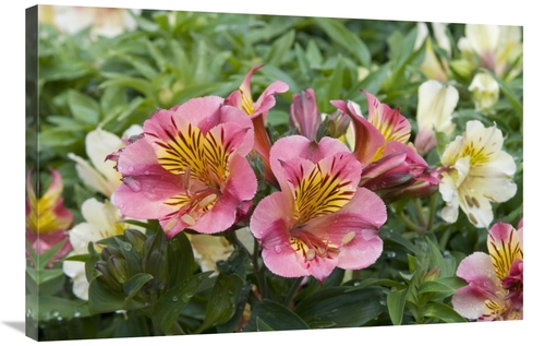 Global Gallery GCS-398402-2436-142 24 x 36 in. Peruvian Lily Princess 