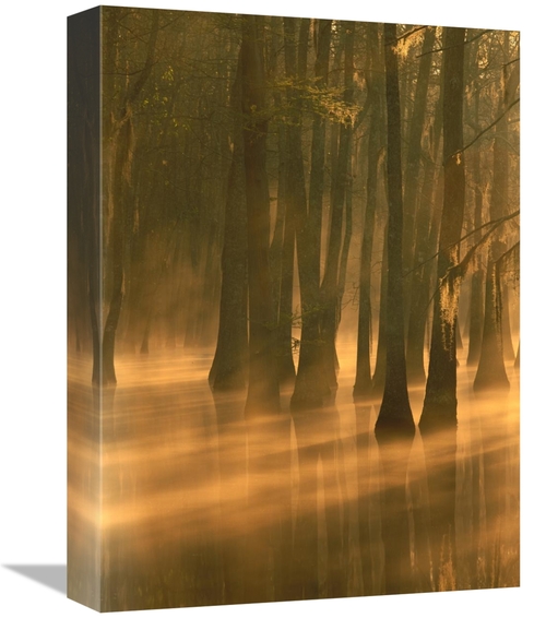 Global Gallery GCS-452057-1216-142 12 x 16 in. Bald Cypress Swamp,