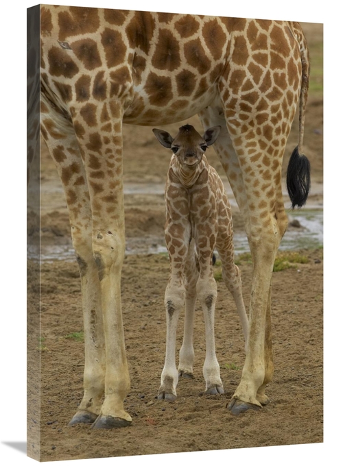 Global Gallery GCS-450852-2030-142 20 x 30 in. Rothschild Giraffe Calf