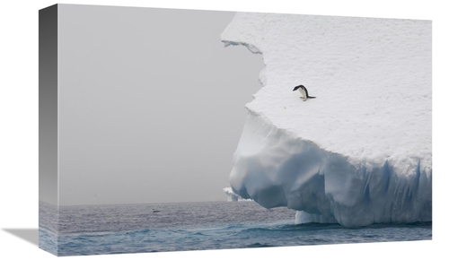 Global Gallery GCS-395825-1218-142 12 x 18 in. Adelie Penguin on Edge 