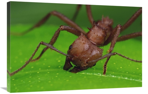 Global Gallery GCS-450767-2436-142 24 x 36 in. Leafcutter Ant Worker C