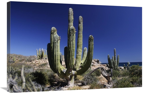 Global Gallery GCS-397719-2436-142 24 x 36 in. Cardon Cacti, Santa