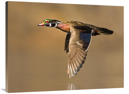 Global Gallery GCS-397365-3040-142 30 x 40 in. Wood Duck Male Flying&#