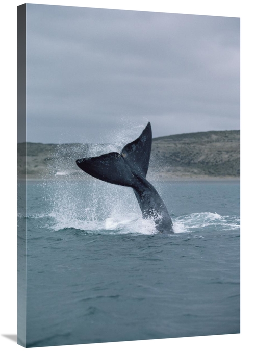 Global Gallery GCS-450653-2436-142 24 x 36 in. Southern Right Whale Ta