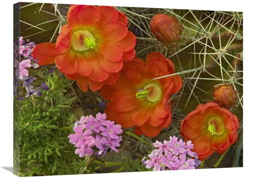 Global Gallery GCS-396836-2432-142 24 x 32 in. Claret Cup Cactus & Ver
