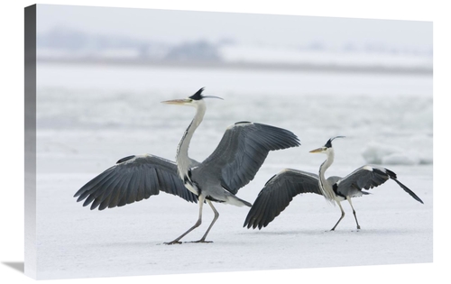 20 x 30 in. Grey Heron Pair in Winter, Usedom, Germany Art Pri
