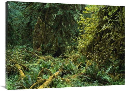 Global Gallery GCS-396855-3040-142 30 x 40 in. Lush Vegetation in the 