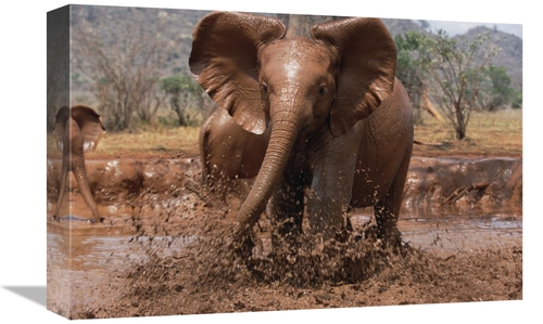 Global Gallery GCS-452962-1218-142 12 x 18 in. Orphaned Isholta Playin