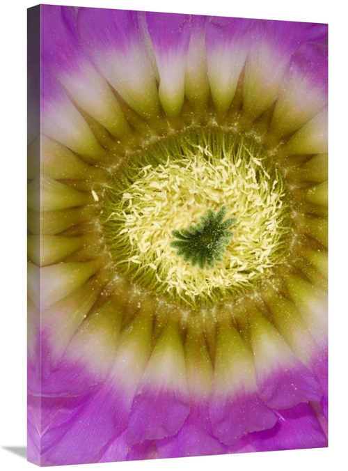 Global Gallery GCS-395864-2030-142 20 x 30 in. Lace Hedgehog Cactus Fl