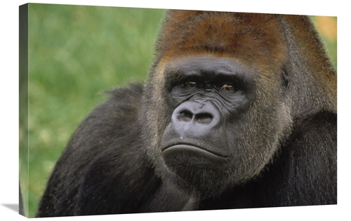 Global Gallery GCS-452765-2030-142 20 x 30 in. Western Lowland Gorilla