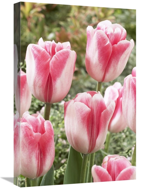 Global Gallery GCS-398353-1624-142 16 x 24 in. Tulip Labyrinth Variety