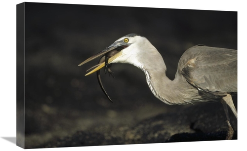 Global Gallery GCS-451398-1624-142 16 x 24 in. Great Blue Heron Preyin