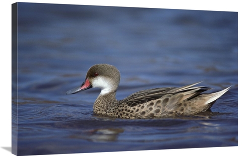 Global Gallery GCS-451766-2436-142 24 x 36 in. White-Cheeked Pintail M