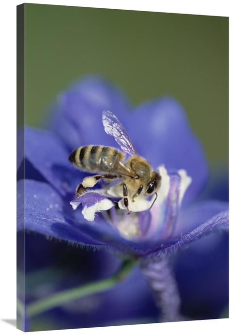 Global Gallery GCS-452545-2436-142 24 x 36 in. Honey Bee Gathering Pol