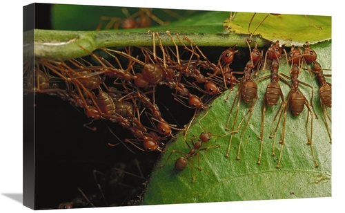 Global Gallery GCS-451007-1624-142 16 x 24 in. Weaver Ants Building Ne