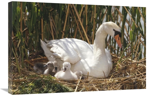 Global Gallery GCS-452284-2030-142 20 x 30 in. Mute Swan Parent with C