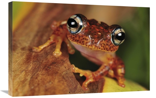 Global Gallery GCS-397651-2030-142 20 x 30 in. Tree Frog Portrait,