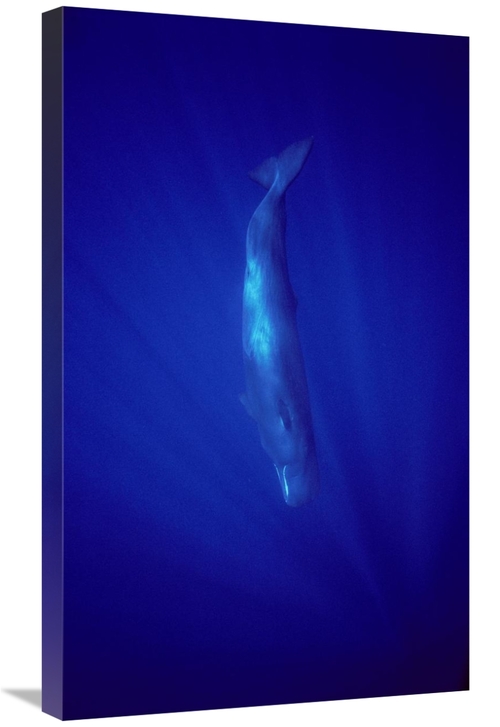 Global Gallery GCS-450610-30-142 30 in. Sperm Whale Diving, Indian