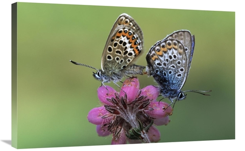 Global Gallery GCS-398015-2436-142 24 x 36 in. Silver-Studded Blue But