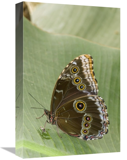 Global Gallery GCS-397270-1218-142 12 x 18 in. Blue Morpho Butterfly&#