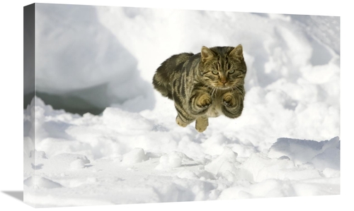 Global Gallery GCS-452580-1624-142 16 x 24 in. House Cat Male Jumping 