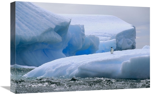 Global Gallery GCS-451094-1624-142 16 x 24 in. Adelie Penguin on Icebe