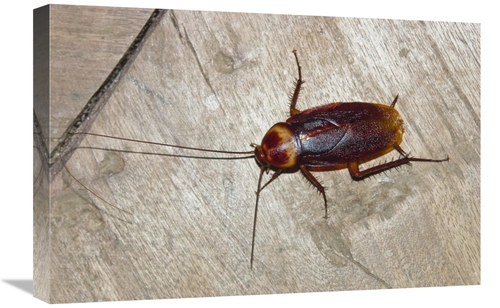 Global Gallery GCS-453647-1624-142 16 x 24 in. American Cockroach,
