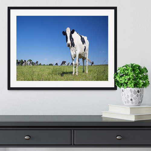 Panoramic view of black and white cow Framed Print