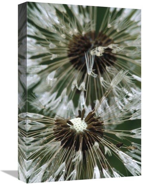 Global Gallery GCS-395743-1218-142 12 x 18 in. Dandelion Seed Head&#44