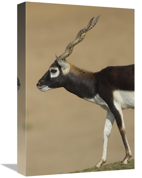 Global Gallery GCS-450864-1218-142 12 x 18 in. Blackbuck Adult, Na