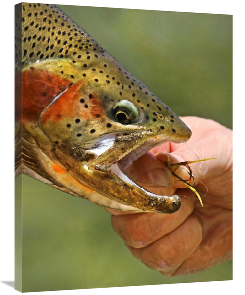 Global Gallery GCS-486414-36-142 36 in. A Trout in the Hand Art Print 