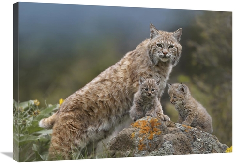 Global Gallery GCS-396128-2432-142 24 x 32 in. Bobcat Mother & Kittens