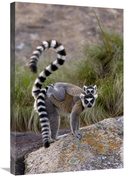 Global Gallery GCS-453247-2030-142 20 x 30 in. Ring-Tailed Lemur Mothe