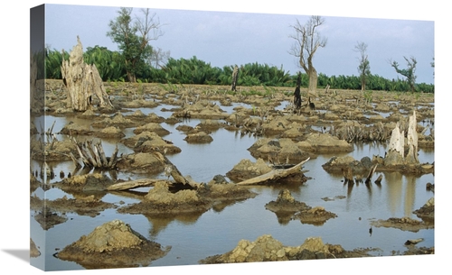Global Gallery GCS-398121-1624-142 16 x 24 in. Mangrove in Mahakam Del