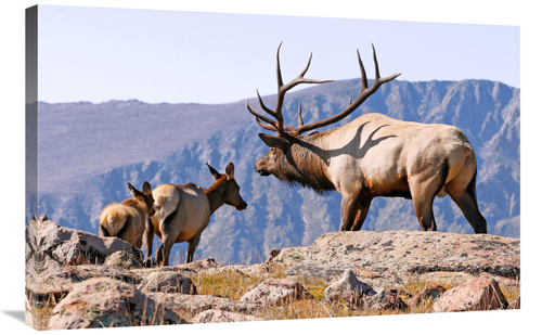 Global Gallery GCS-486451-36-142 36 in. The Guardian Art Print - Vic S