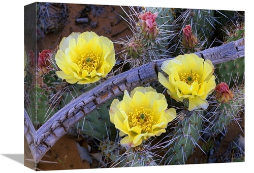 Global Gallery GCS-396090-1216-142 12 x 16 in. Opuntia Cactus Blooming